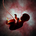 Fetus floating in the womb, tethered to its umbilical cord.