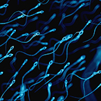 Swimming sperm cells.