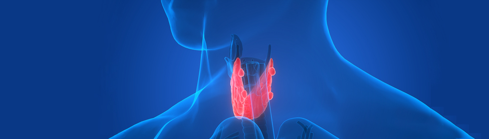 Scientific illustration of the four parathyroid glands.