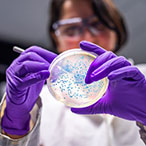 A female scientist wearing purple gloves scores a bacterial culture plate. The plate is round, coated with clear agar, and the bacterial colonies are blue dots.