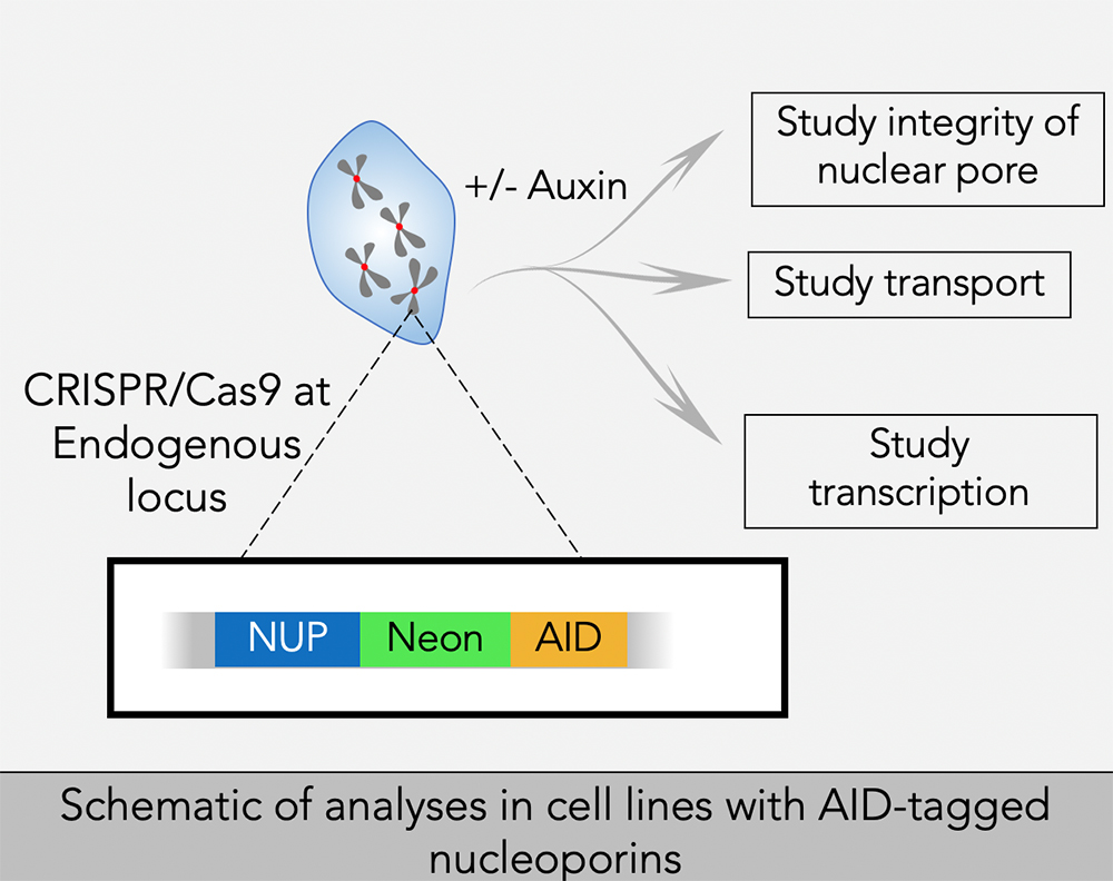 Schematic of analyses in cell lines with AID-tagged nucleoporins.