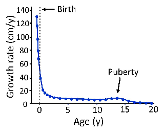 Graph showing that longitudinal bone growth slows with age and eventually ceases.