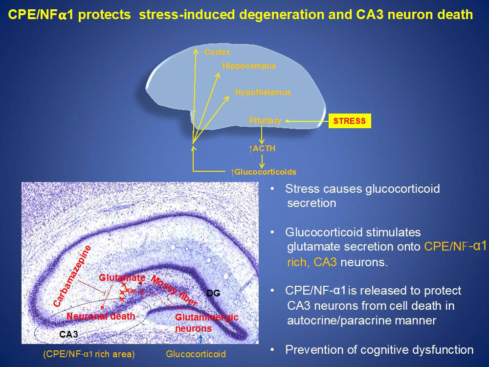 CPE/NF-α1 protects stress-induced degeneration and CA3 neuron death; stress causes glucocorticoid secretion; glucocorticoid stimulates glutamate secretion onto CPE/NF-α1 rich, CA3 neurons; CPE/NF-α1 is released to protect CA3 neurons from cell death in autocrine/paracrine manner; prevention of cognitive dysfunction.