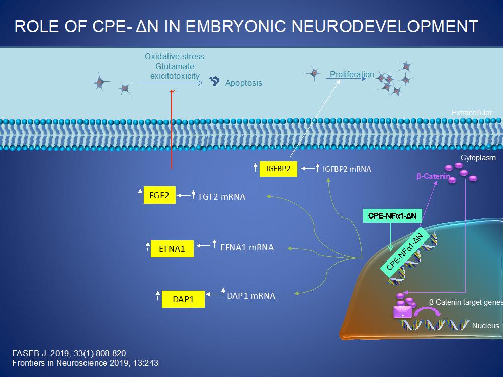 Role of CPE-α1 in Embryonic Neurodevelopment; CPE/NFα1-ΔN is transported from the cytoplasm into the nucleus where it up-regulates the transcription of various genes that are involved in proliferation, (IGFBP2, b-catenin), neuronal migration, (EFNA1) and programmed cell death, (DAP1). CPE/NFα1 also upregulates the expression of FGF2 in embryonic neurons to mediate proliferation and neuroprotection against oxidative stress and glutamate excitotoxicity.
