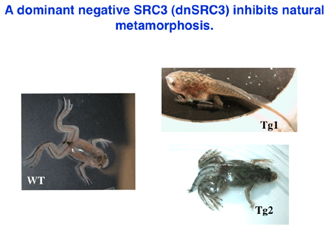 A dominant negative SRC3 (dnSRC3) inhibits natural metamorphosis.