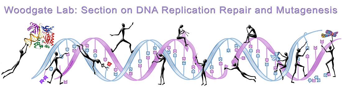 Woodgate Lab: Section on DNA Replication, Repair, and Mutagenesis