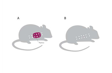 Illustrations of two mice, with thymus removed