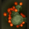 electron micrograph, Zika virus