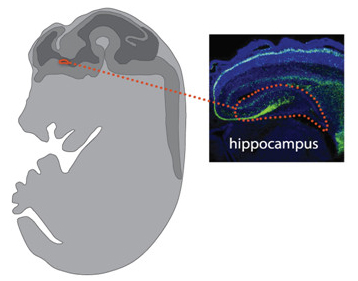 Hippocampus in fetal brain