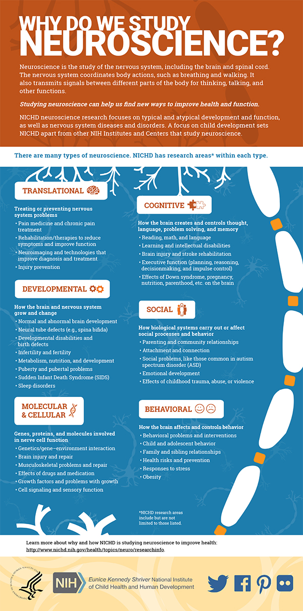 Infographic: Neuroscience