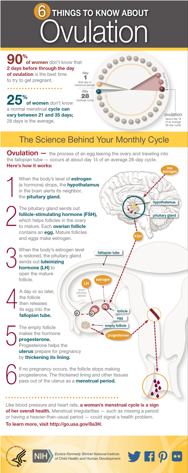 This Women's Health infographic describes ovulation and pregnancy.