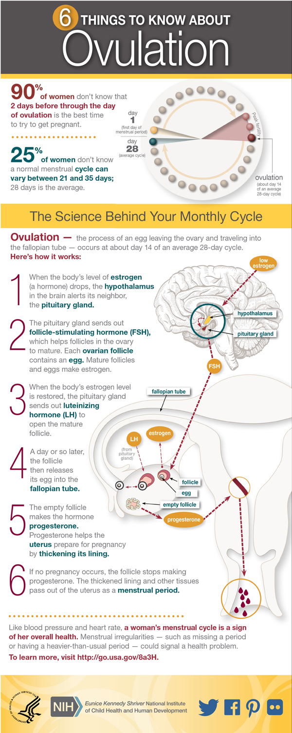 Women's Health Infographic: Ovulation