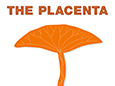 The Placenta: A Vital Organ for Baby, Mom, and Science