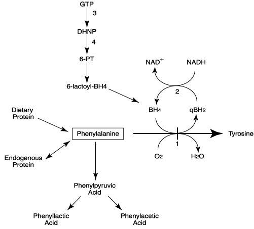 Fig.1 The pathway for phenylalanine metabolism and biochemical defects