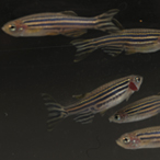 adult zebrafish