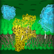 Human DHHC20 (palmitoyltransferase) surrounds a fatty acid chain and anchors it to a target protein, also anchoring it within the Golgi membrane. 