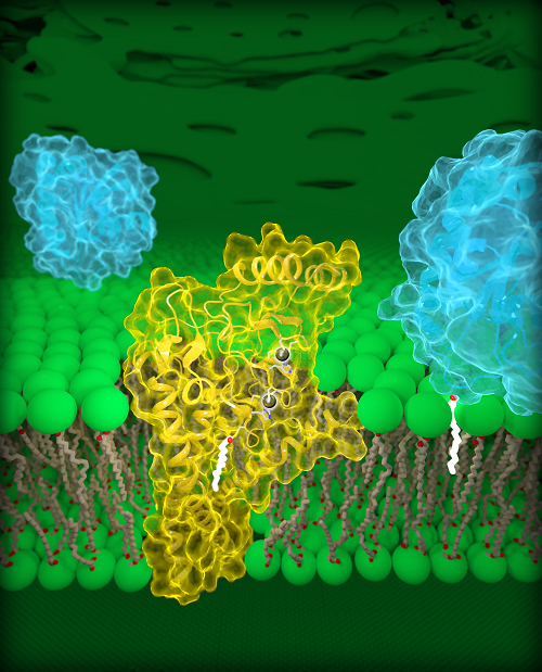 Human DHHC20 (palmitoyltransferase) surrounds a fatty acid chain and anchors it to a target protein, also anchoring it within the Golgi membrane. 
