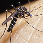 mosquito on human skin