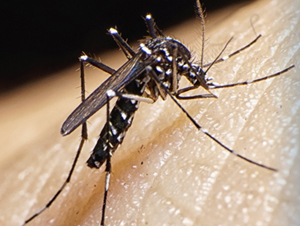 mosquito on human skin