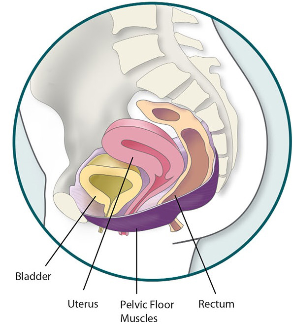 Medical illustration of the pelvic floor including the bladder, uterus, pelvic floor muscles, and rectum.