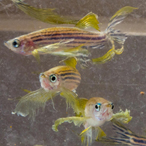 Zebrafish