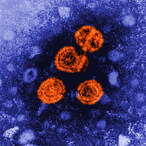 Microscopy image of hepatitis B virus particles, which are colored orange against a blue background.