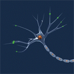 neuron