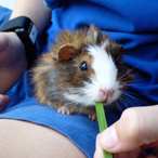Guinea pig on a child’s lap.  The child is wearing a skin conductance wrist sensor.