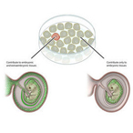 an embryo grown from a single cell in which the viral genes have been turned on, endowing the cell with the ability to turn into either a cell of the embryo or a placental cell. The embryo at right resulted from a cell in which these genes had been turned off, and so only gave rise to embryonic cells.