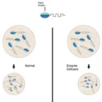 genetic deficiency of an enzyme