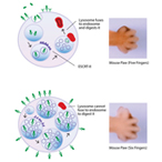 The fibroblast growth factors are a family of proteins known as cell signaling molecules.