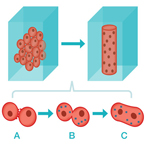 masses of cells merge to form long tubes with many cell nuclei