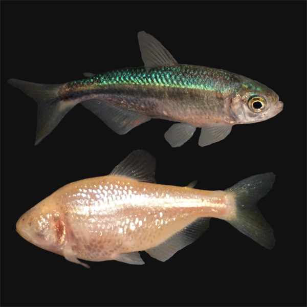 Photographs of Astyanax mexicanus, surface form with eyes (top) and cave form without eyes (bottom)Astyanax mexicanus: surface form with eyes (top), and cave form without eyes (bottom)