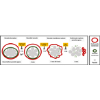 Four steps of malaria parasite release. 1: Parasite formation occurs hours before release. Parasites are inside an elliptical vacuole membrane, which is in an erythrocyte membrane. Calcium promotes the next step, which BAPTA-AM can inhibit. 2: Nine minutes before release, the vacuole becomes round. C2, CWHM-117 inhibits the next step. 3: Seven minutes before release, the vacuole breaks down. E64 inhibits the next step. 4: Erythrocyte membrane breaks, releasing the parasites.