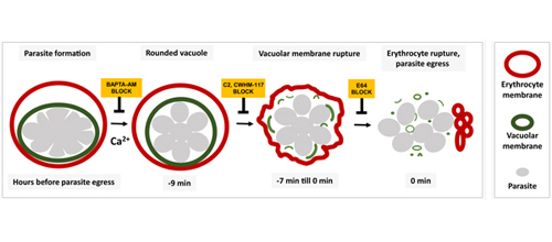 Four steps of malaria parasite release. 1: Parasite formation occurs hours before release. Parasites are inside an elliptical vacuole membrane, which is in an erythrocyte membrane. Calcium promotes the next step, which BAPTA-AM can inhibit. 2: Nine minutes before release, the vacuole becomes round. C2, CWHM-117 inhibits the next step. 3: Seven minutes before release, the vacuole breaks down. E64 inhibits the next step. 4: Erythrocyte membrane breaks, releasing the parasites.