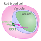 Diagram of the malarial parasite, within the vacuole, a compartment within the red blood cell. The flow of proteins into the cell and nutrients into the vacuole is made possible by the EXP protein, depicted as a box spanning the membrane surrounding the vacuole.