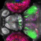 Active neurons in a zebrafish brain light up in different colors in response to stimuli.