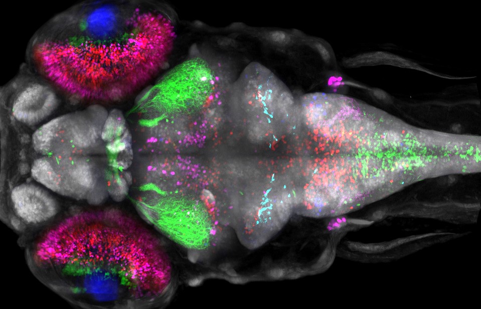 Scientific image of a zebrafish labelled with fluorescent tags.