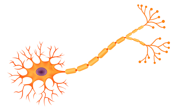 Neuron