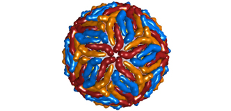 Model of the Zika virus.
