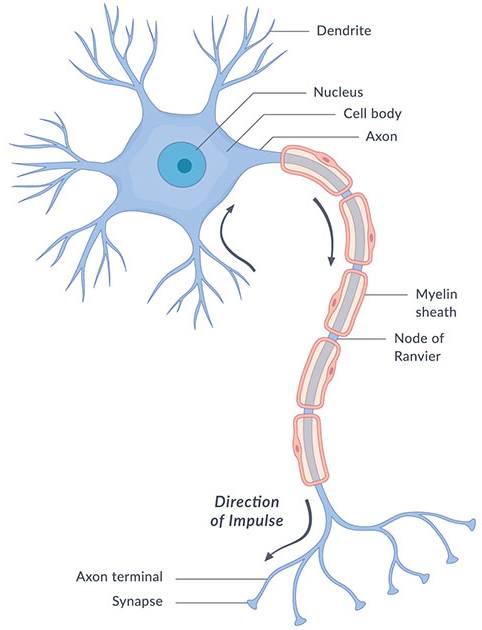 Human Nervous System Flow Chart