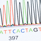 line drawing of a DNA sequence