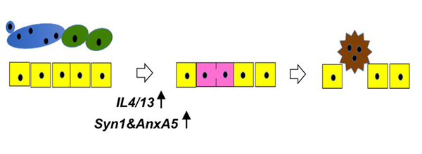 Diagram showing how prostate cancer cells fuse when co cultured with muscle cells