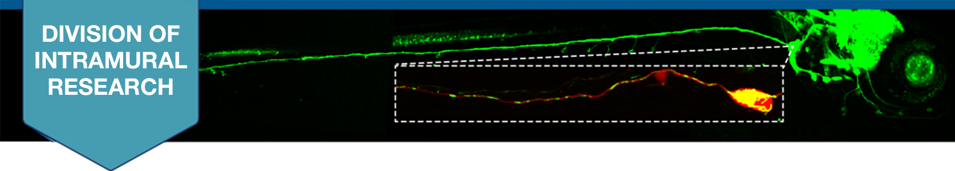 Cell and Structural Biology