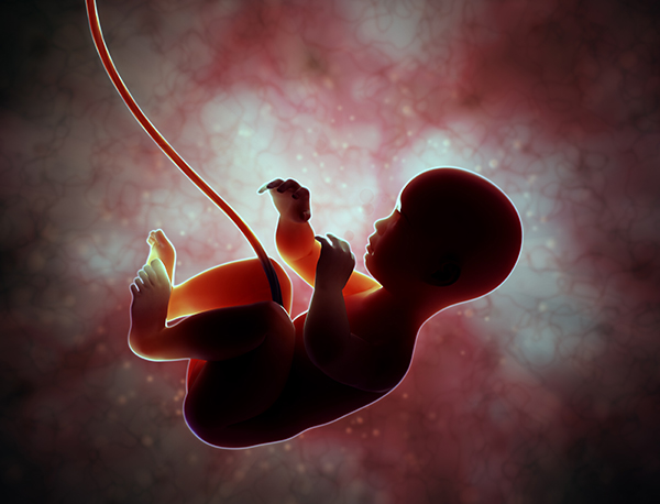 Fetus floating in the womb, tethered to its umbilical cord.