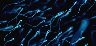 Stock image of sperm cells swimming.