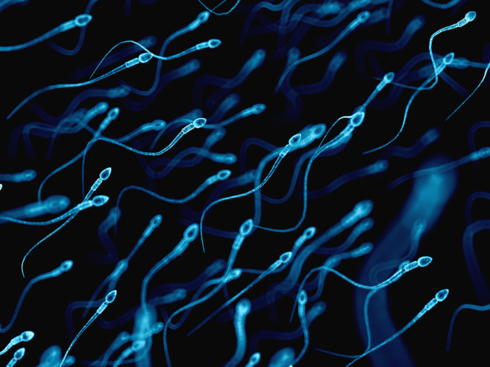 Stock image of sperm cells swimming.
