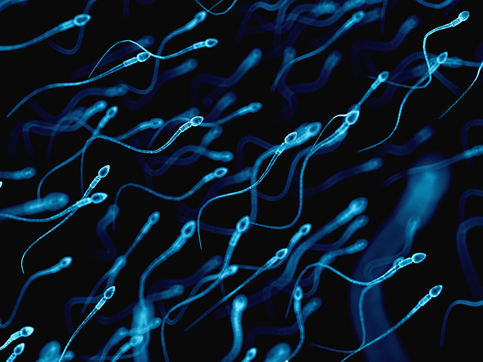 Swimming sperm cells.