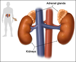 Illustration of adrenal glands on top of the kidneys.