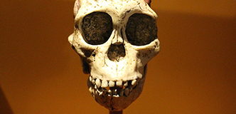 The skull of an Australopithecus africanus.